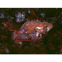 Sebastapistes perplexa Motomura, Aizawa et Endo, 2014