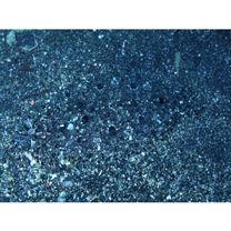 Asterorhombus intermedius (Bleeker, 1865)