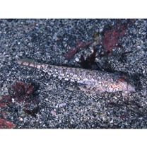 Diplogrammus xenicus (Jordan et Thompson, 1914)