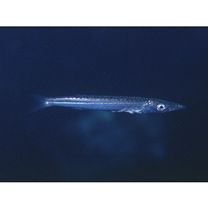 Sphyraena japonica Bloch and Schneider, 1801