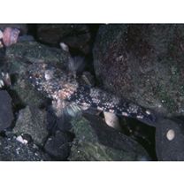 Bathygobius fuscus (Ruppell, 1830)