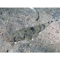 Inegocia ochiaii Imamura, 2010