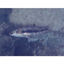 Halichoeres miniatus (Valenciennes, 1839)