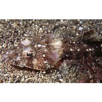 Thysanophrys celebica (Bleeker, 1854)