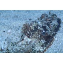 Scorpaenopsis neglecta Heckel, 1837 or S. diabolus Cuvier, 1829