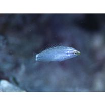 Halichoeres trimaculatus (Quoy et Gaimard, 1834)