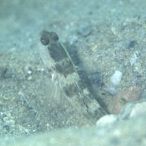 Cryptocentrus inexplicatus (Herre, 1934)