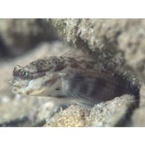 Gladiogobius brevispinis Shibukawa et Allen, 2007