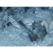 Ctenogobiops feroculus Lubbock et Polunin, 1977