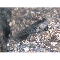 Cryptocentrus inexplicatus (Herre, 1934)