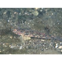 Acentrogobius virgatulus (Jordan et Snyder, 1901)