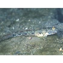 Acentrogobius virgatulus (Jordan et Snyder, 1901)