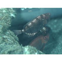 Heteropriacanthus carolinus (Cuvier, 1829)