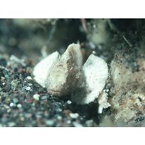 Scorpaenopsis neglecta Heckel, 1837