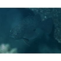 Sebastes inermis species complex