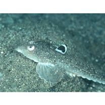 Repomucenus richardsonii (Bleeker, 1854)