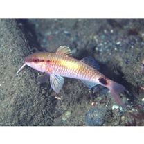 Parupeneus indicus (Shaw, 1803)