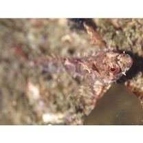 Furcina osimae Jordan et Starks, 1904