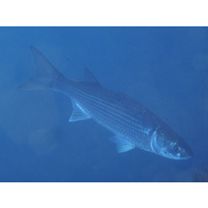 Mugil cephalus cephalus Linnaeus, 1758