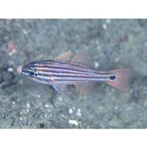 Ostorhinchus endekataenia (Bleeker, 1852)