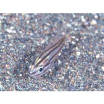 Ostorhinchus endekataenia (Bleeker, 1852)