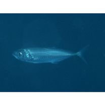 Trachurus japonicus (Temminck et Schlegel, 1844)