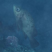 Sebastes inermis species complex