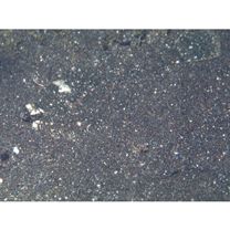 Pleuronectes yokohamae Gunther, 1877