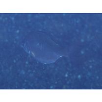 Ditrema temminckii pacificum Katafuchi et Nakabo, 2007