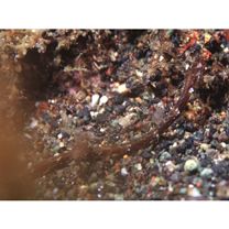 Halicampus boothae (Whitley, 1964)