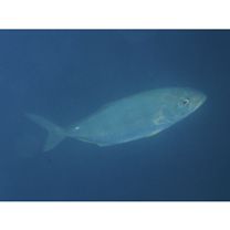 Seriola dumerili (Risso, 1810)