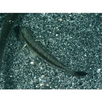 Tridentiger trigonocephalus (Gill, 1859)