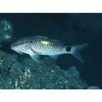 Parupeneus indicus (Shaw, 1803)