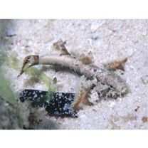 Gobiidae, indeterminate genus et species