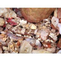 Cabillus tongarevae (Fowler, 1927)