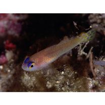 Trimma caudipunctatum Suzuki et Senou, 2009