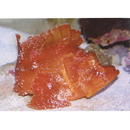 Rhinopias argoliba Eschmeyer, Hirosaki et Abe, 1973