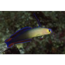 Nemateleotris decora Randall et Allen, 1973