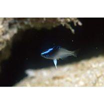 Chrysiptera rollandi (Whitley, 1961)