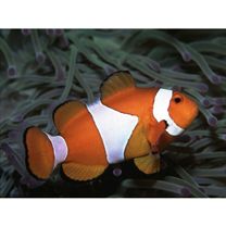 Amphiprion ocellaris Cuvier, 1830