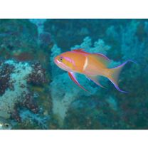 Pseudanthias leucozonus (Katayama et Masuda, 1982)