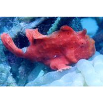 Antennarius pictus (Shaw, 1794)