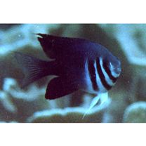 Neoglyphidodon thoracotaeniatus (Fowler et Bean, 1928)