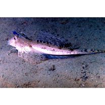 Dactylopus dactylopus (Valenciennes, 1837)