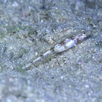 Grallenia arenicola Shibukawa et Iwata, 2007