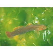 アカヒレハダカハゼ