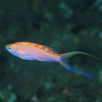 Pseudanthias flavoguttatus (Katayama et Masuda, 1980)