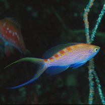 Pseudanthias flavoguttatus (Katayama et Masuda, 1980)