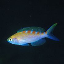 Pseudanthias flavoguttatus (Katayama et Masuda, 1980)