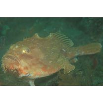 ホンフサアンコウ